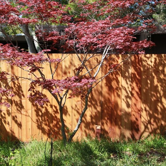 Japanese maple set against fencing.