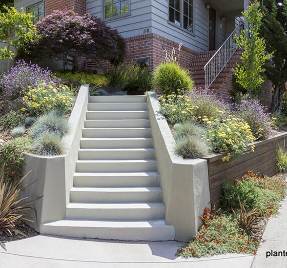 Steps leading up to house with phormium, purple japanese maple, yellow yarrow and cypress tree.